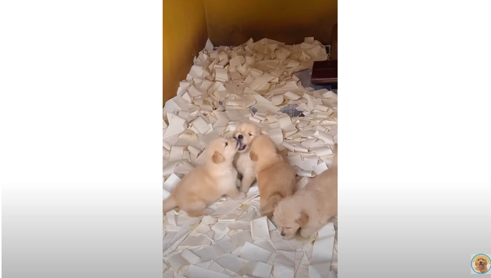 ゴールデンレトリーバー,動画