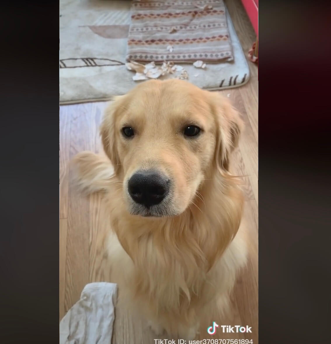 ゴールデンレトリーバー,動画