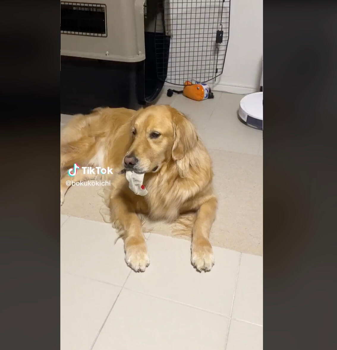 ゴールデンレトリーバー,動画