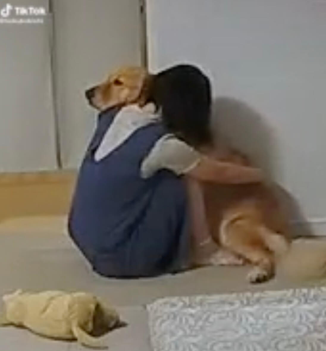 ゴールデンレトリーバー,動画