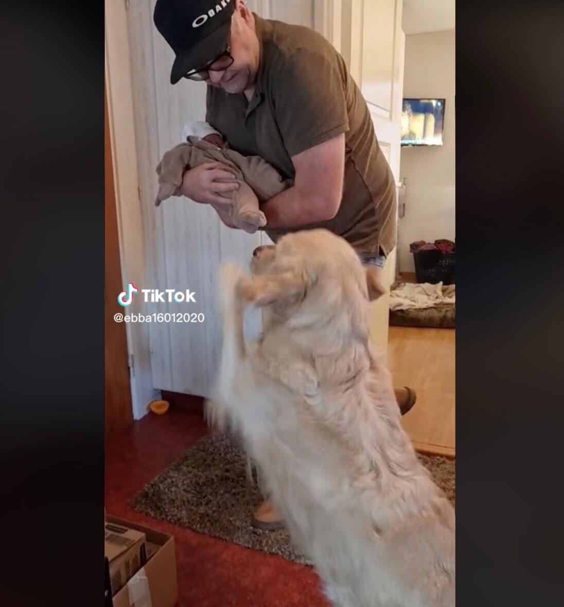 ゴールデンレトリーバー,動画