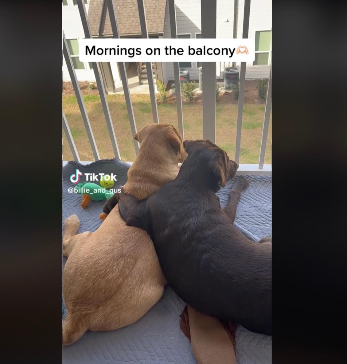 ラブラドールレトリーバー,動画