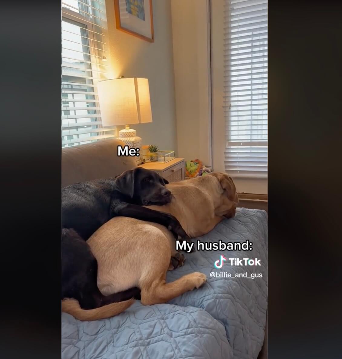 ラブラドールレトリーバー,動画