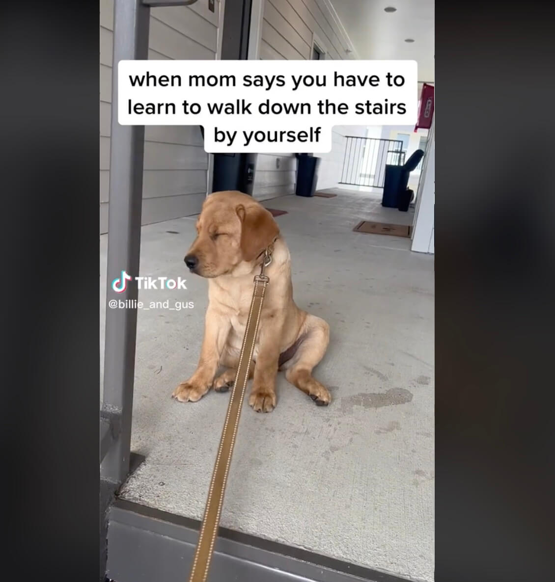 ラブラドールレトリーバー,動画