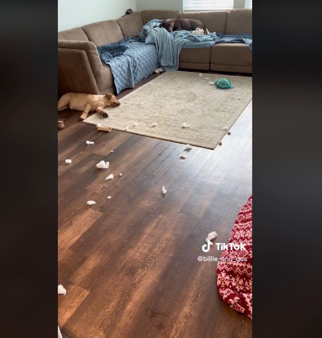 ラブラドールレトリーバー,動画