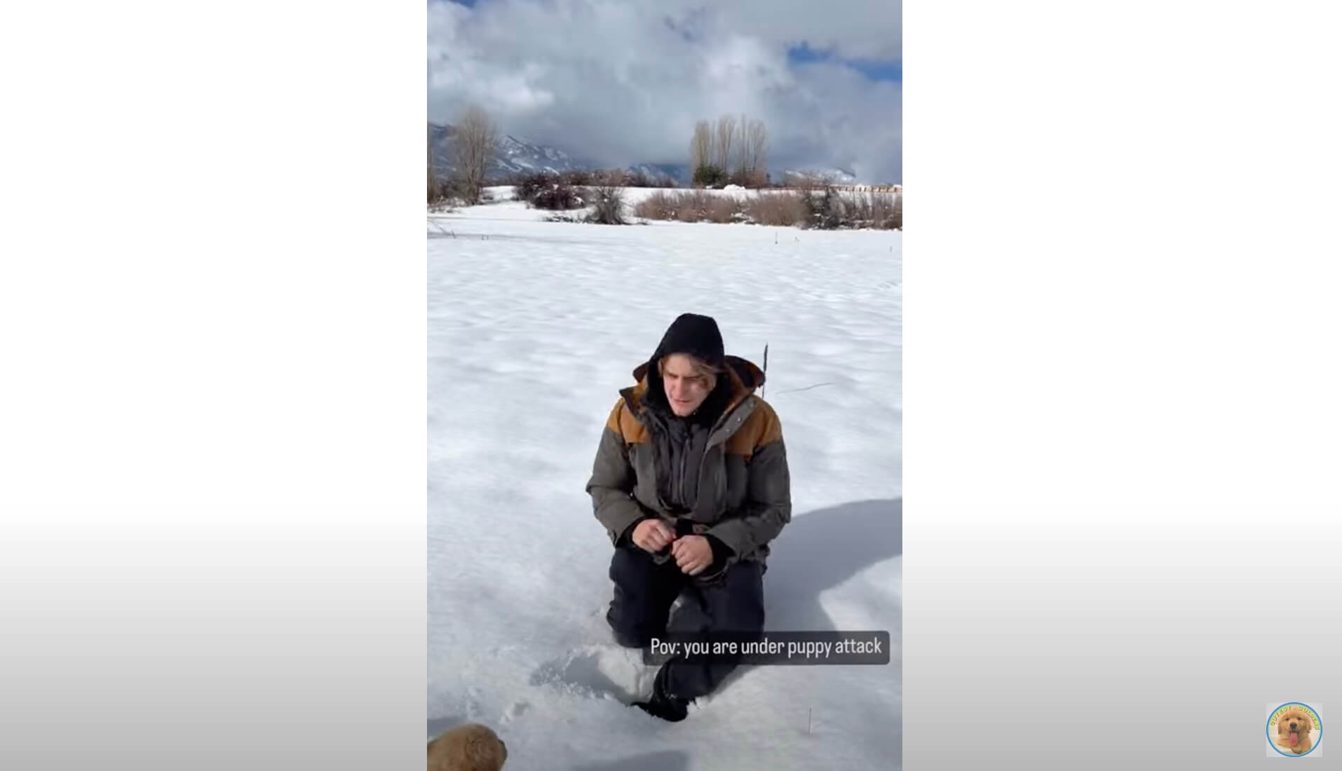 ゴールデンレトリーバー,動画