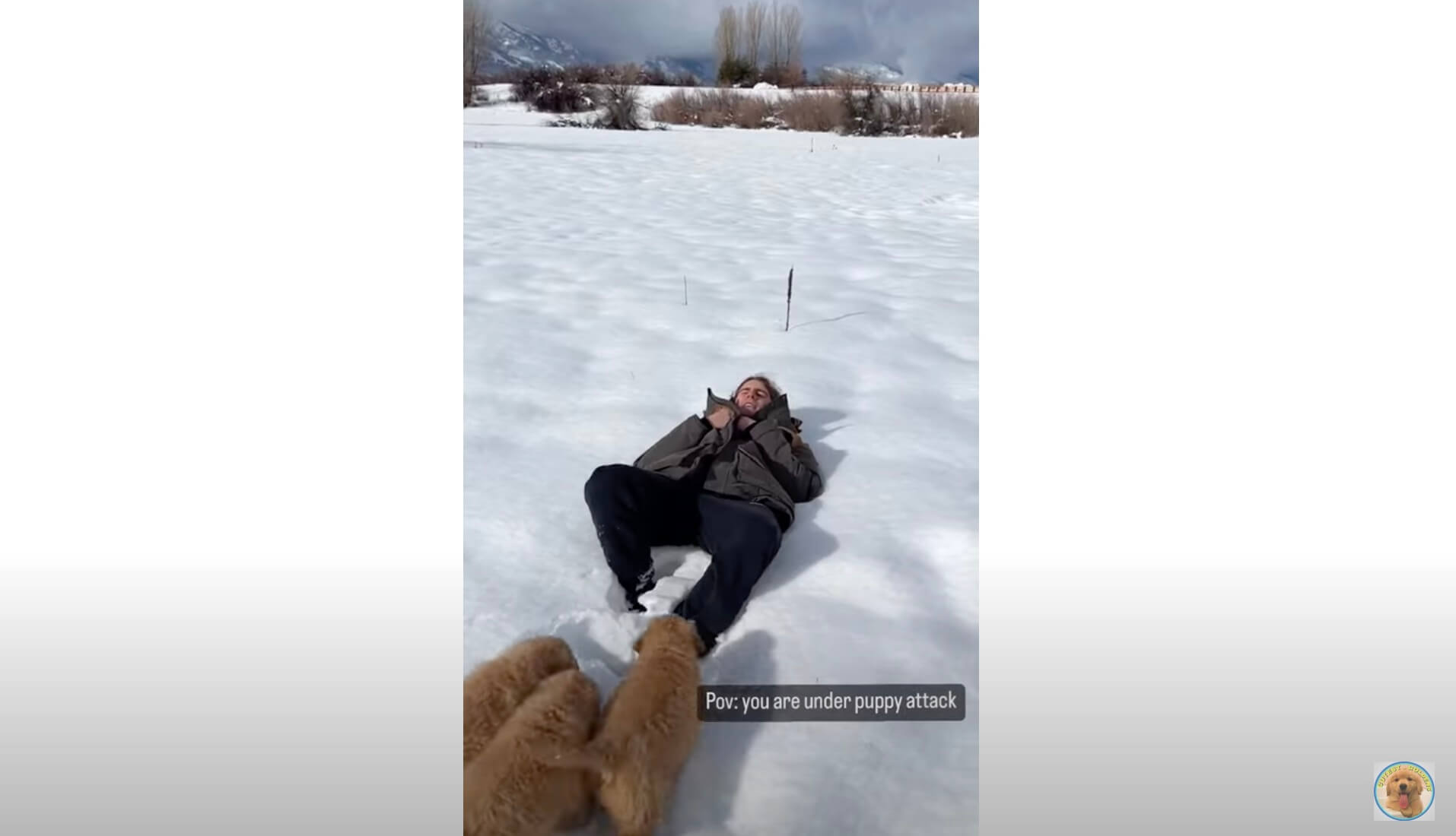 ゴールデンレトリーバー,動画