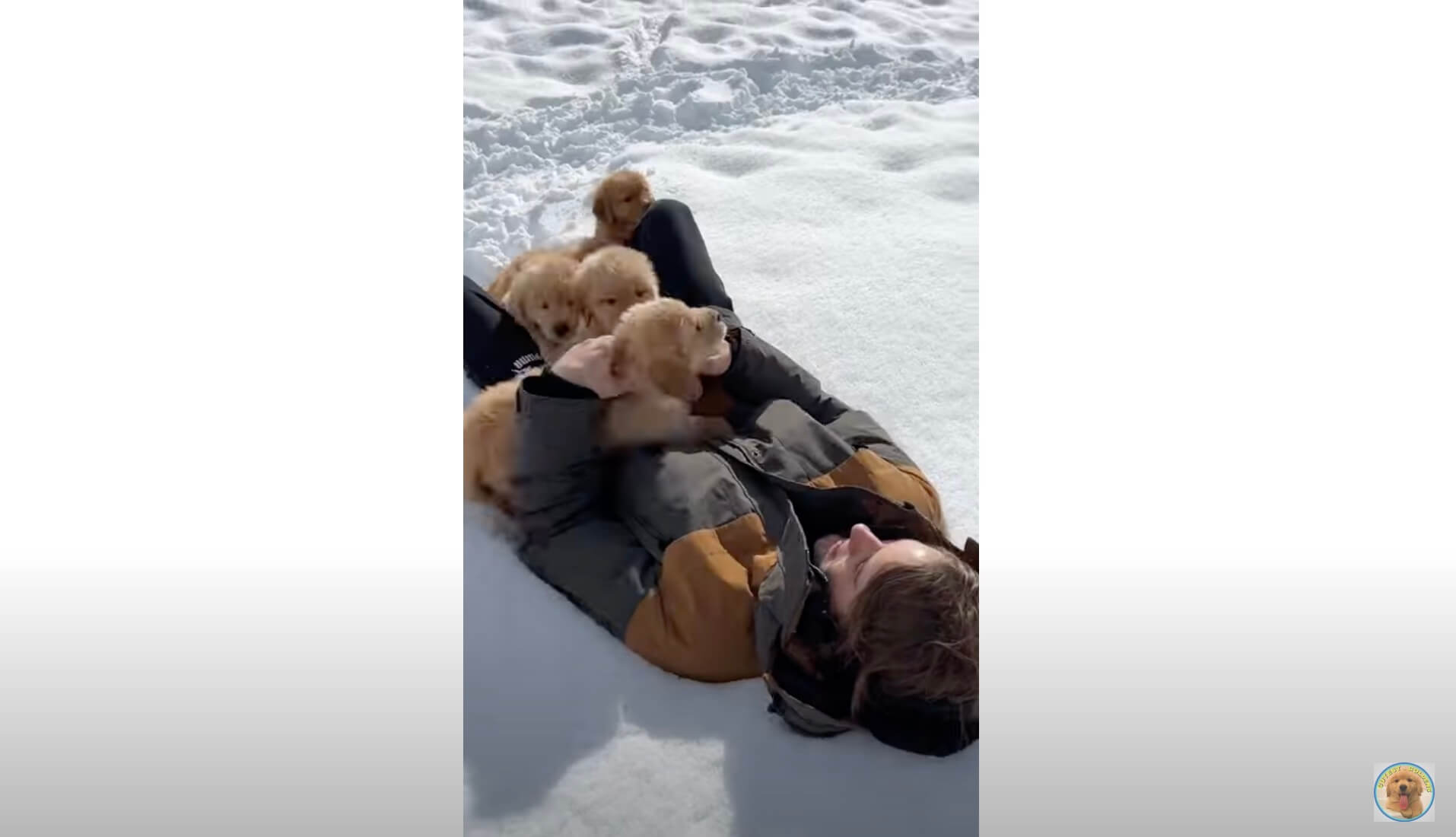 ゴールデンレトリーバー,動画