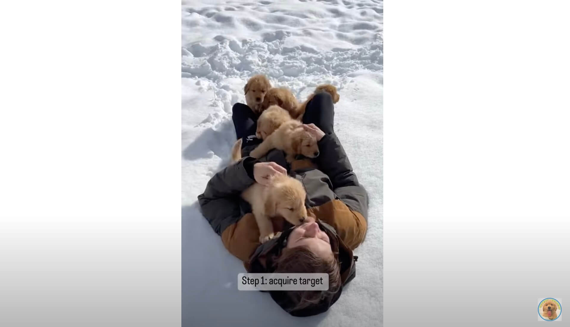 ゴールデンレトリーバー,動画