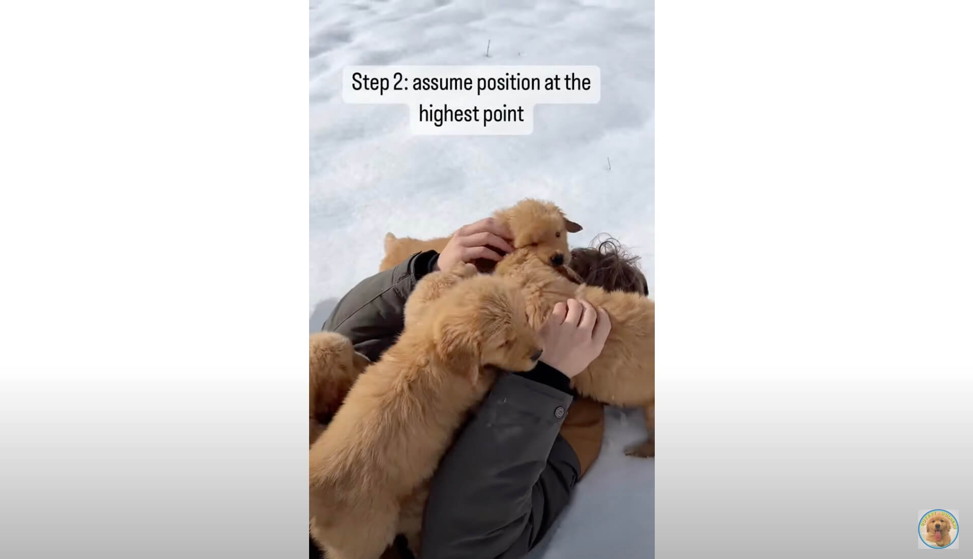 ゴールデンレトリーバー,動画