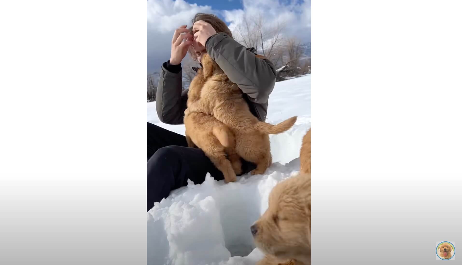 ゴールデンレトリーバー,動画