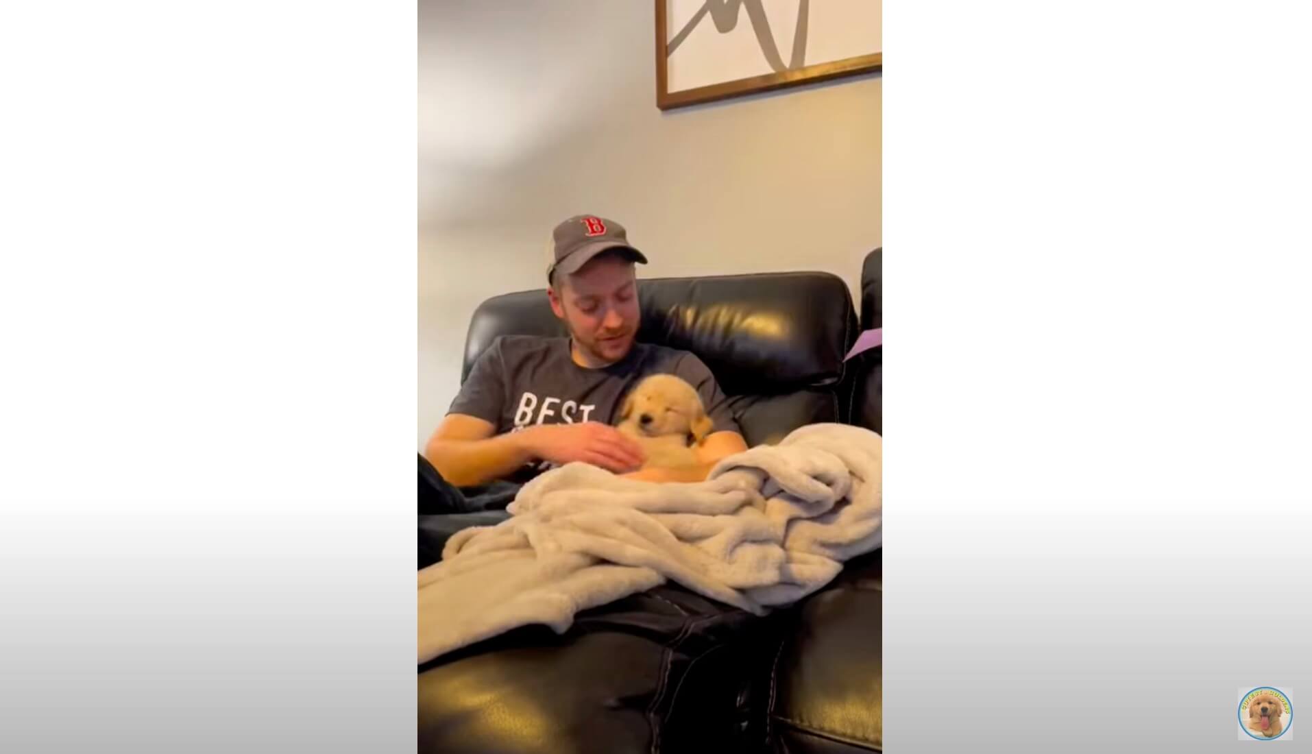 ゴールデンレトリーバー,動画