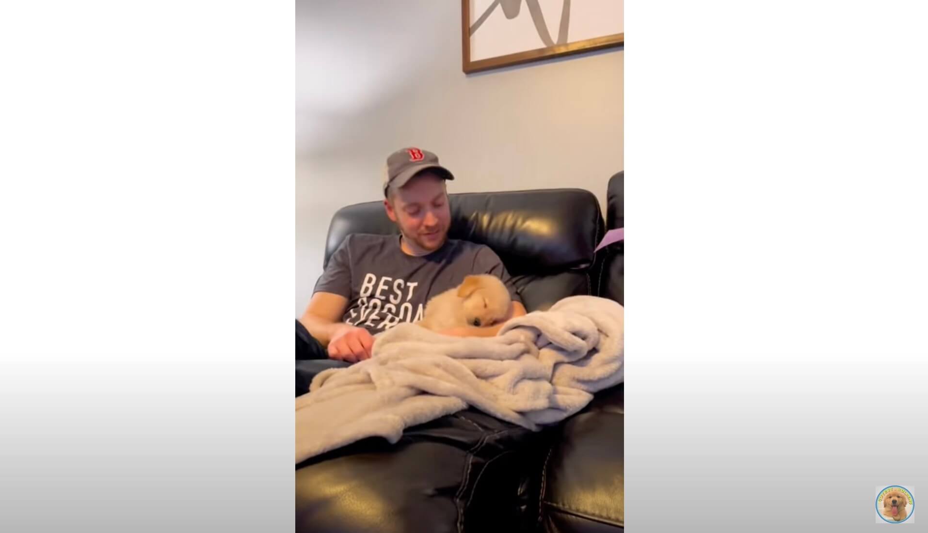 ゴールデンレトリーバー,動画