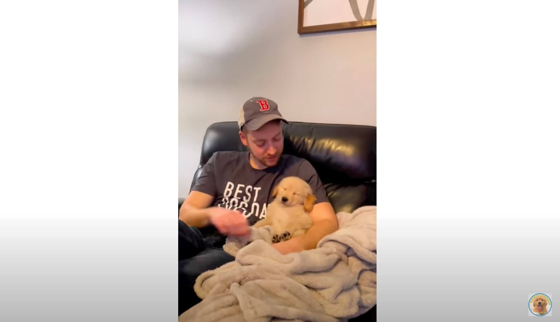 ゴールデンレトリーバー,動画