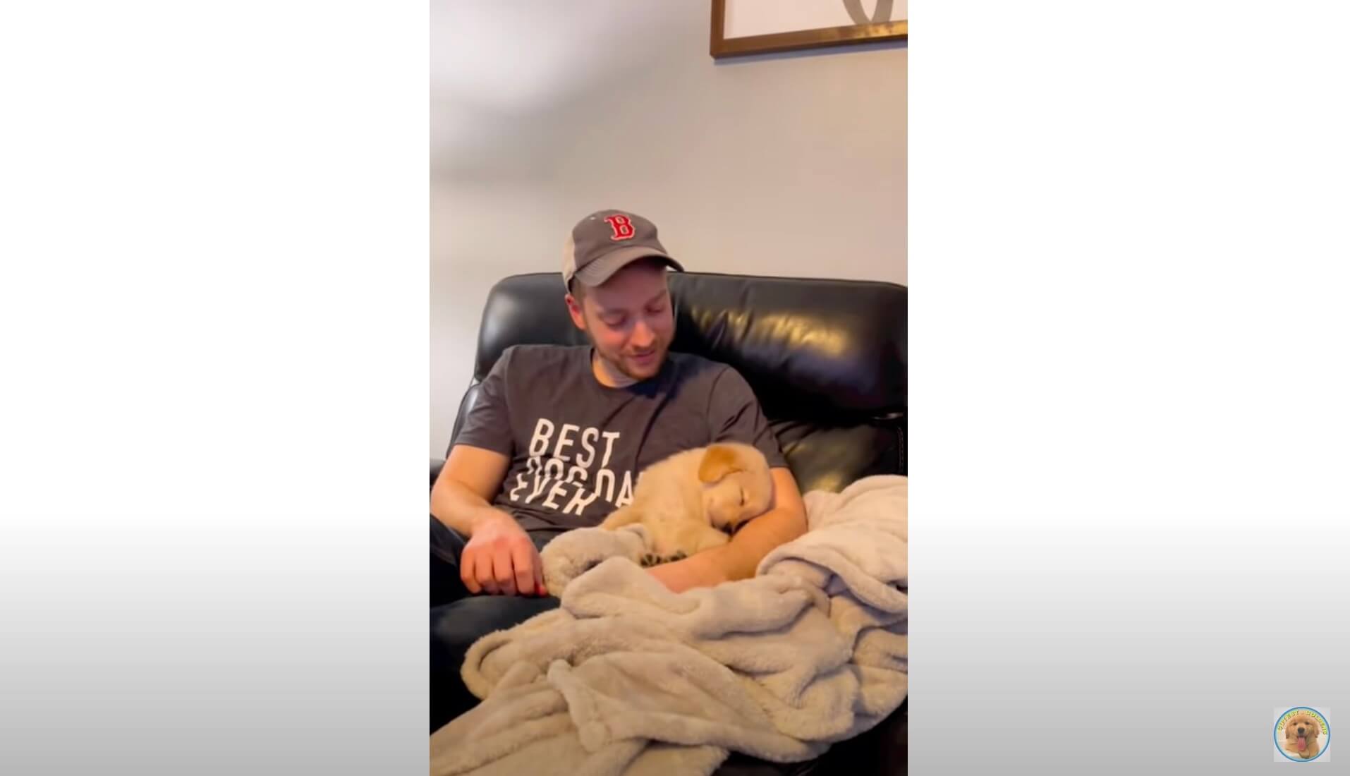 ゴールデンレトリーバー,動画