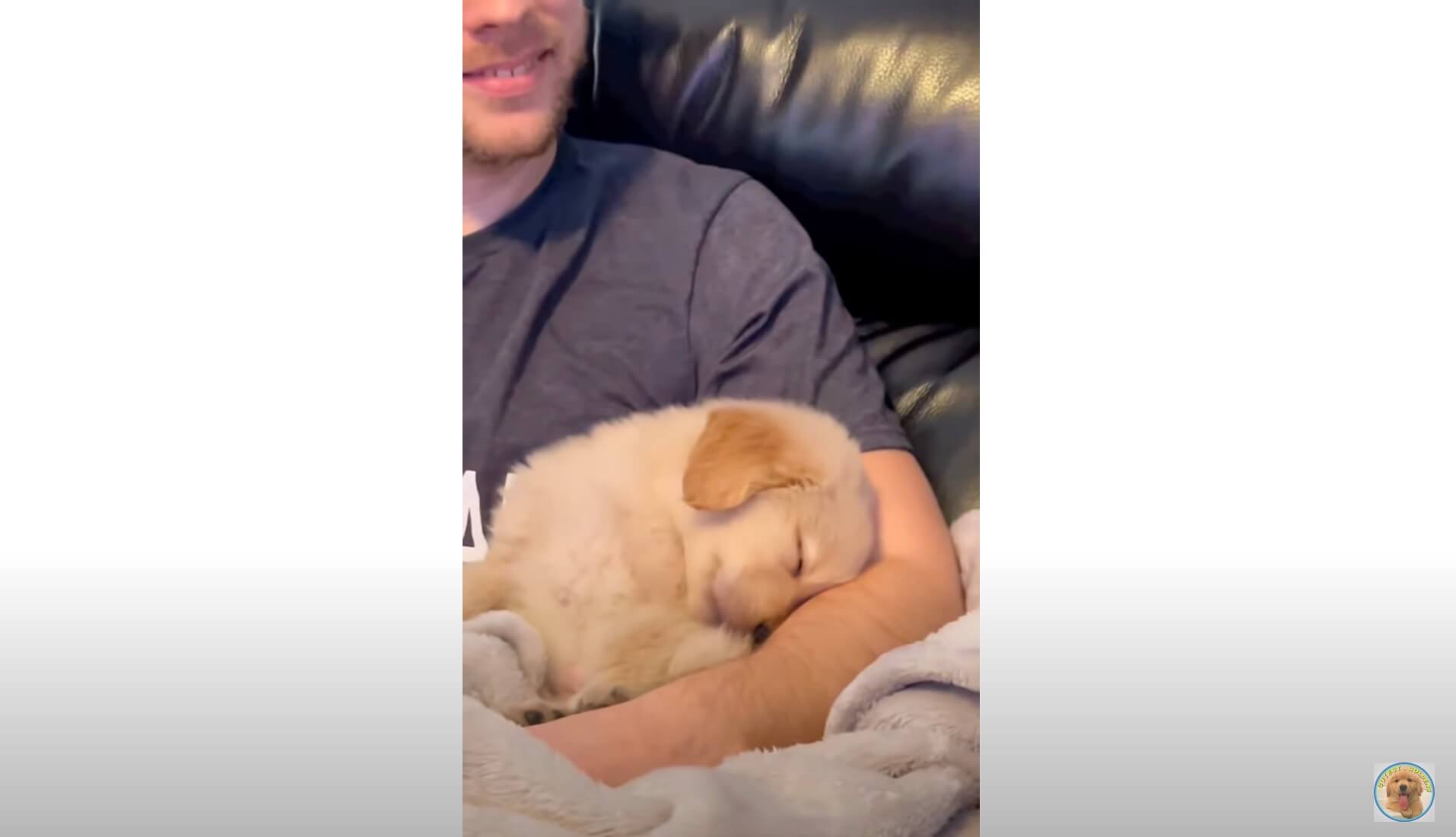 ゴールデンレトリーバー,動画