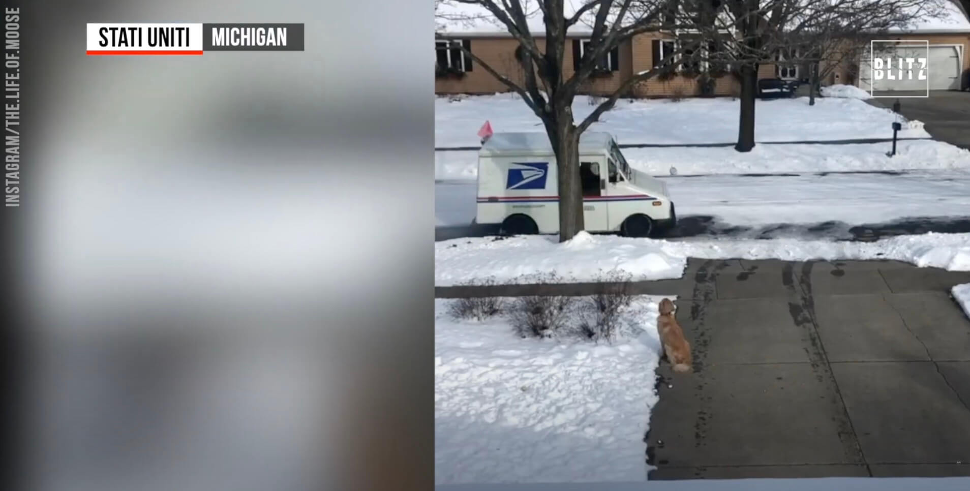 ゴールデンレトリーバー,動画