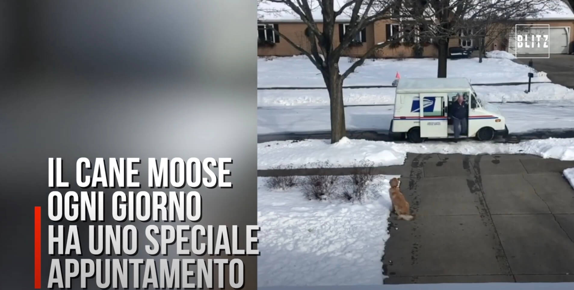 ゴールデンレトリーバー,動画