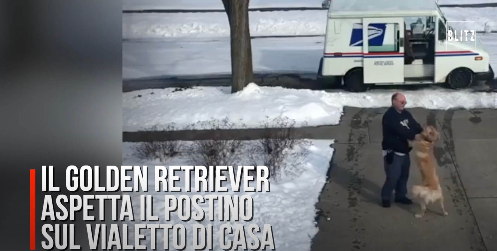 ゴールデンレトリーバー,動画