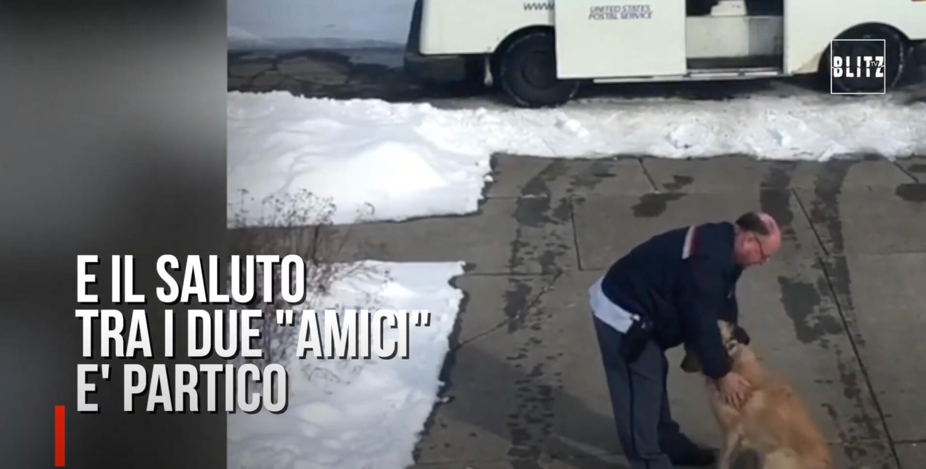 ゴールデンレトリーバー,動画