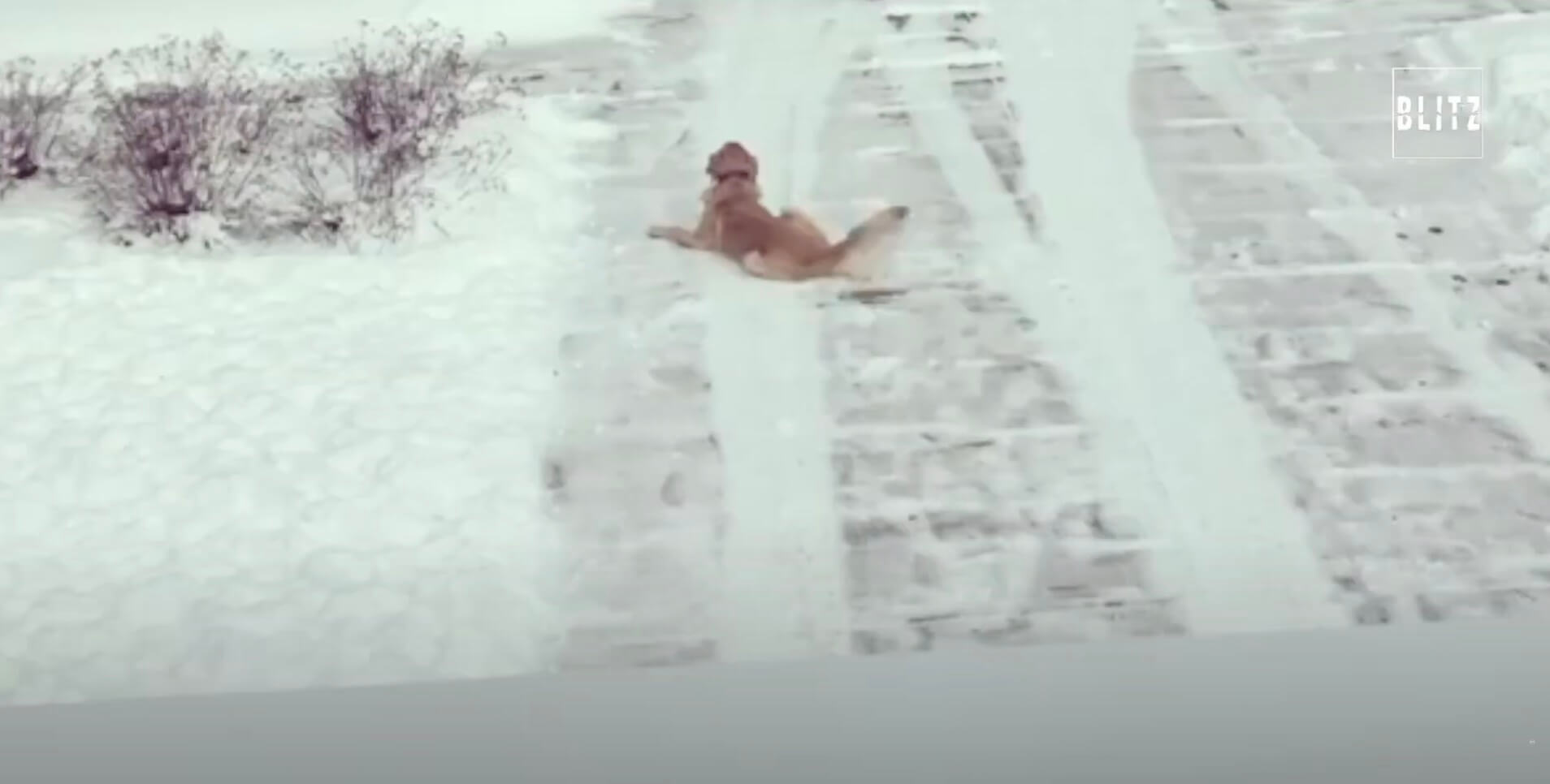 ゴールデンレトリーバー,動画