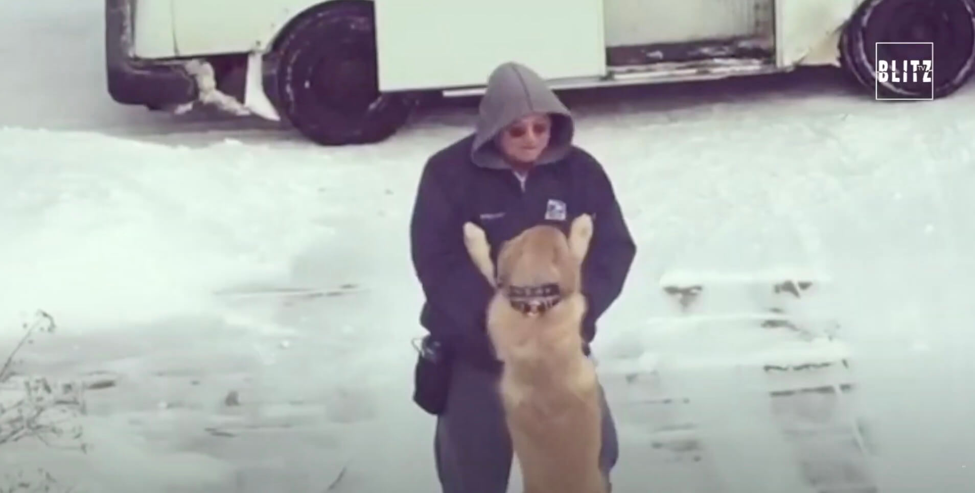 ゴールデンレトリーバー,動画