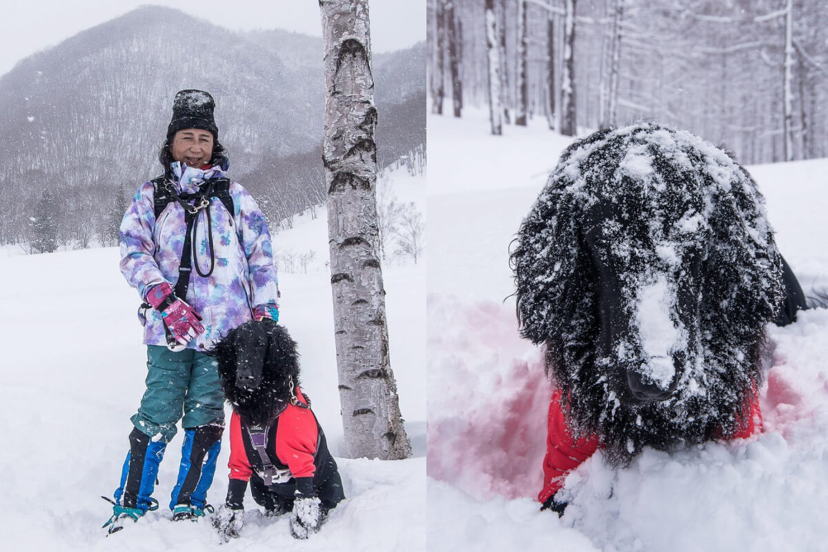 レトリーバー,取材