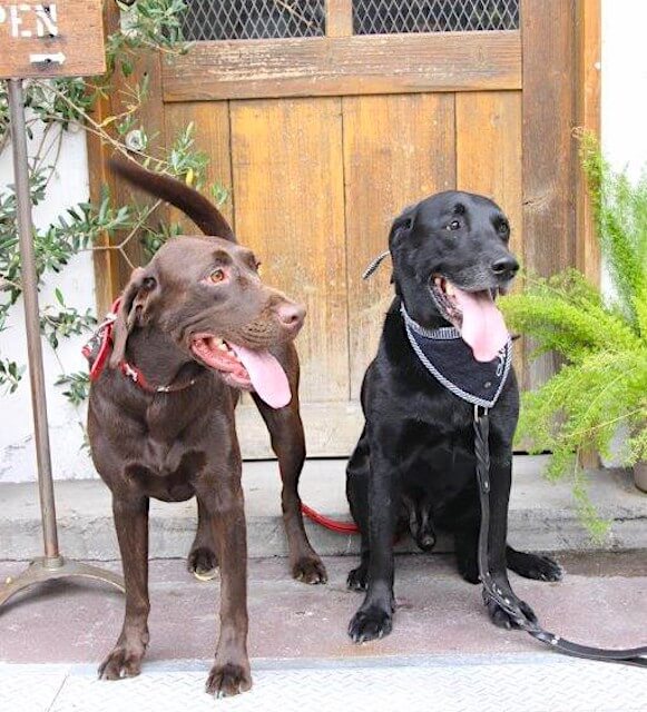 チョコラブと黒ラブ