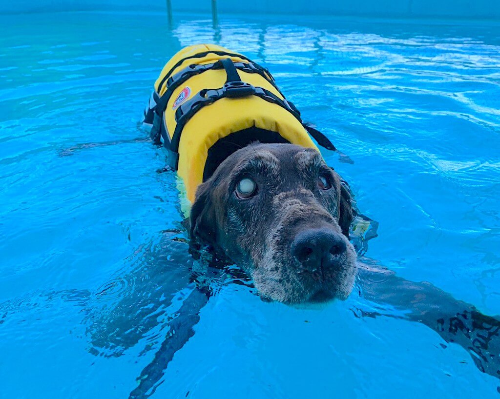 チョコラブ、ラブラドールレトリーバー