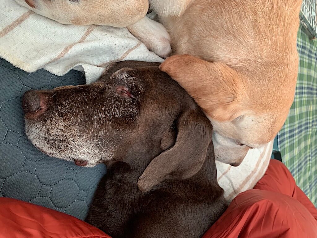 チョコラブとイエローラブ