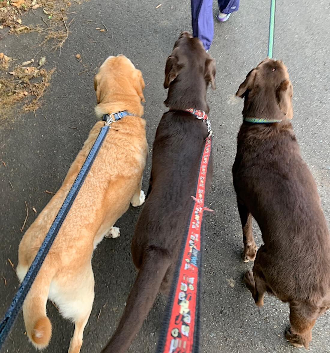 チョコラブとイエローラブ