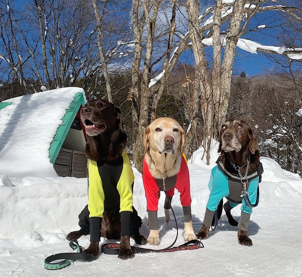チョコラブとイエローラブ
