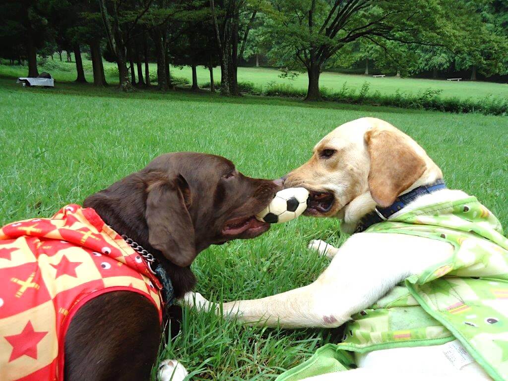 チョコラブとイエローラブ
