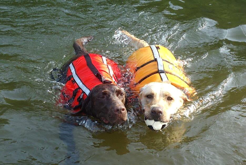 チョコラブとイエローラブ