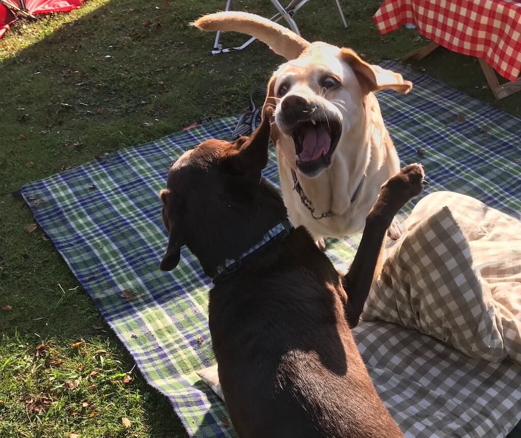 チョコラブとイエローラブ