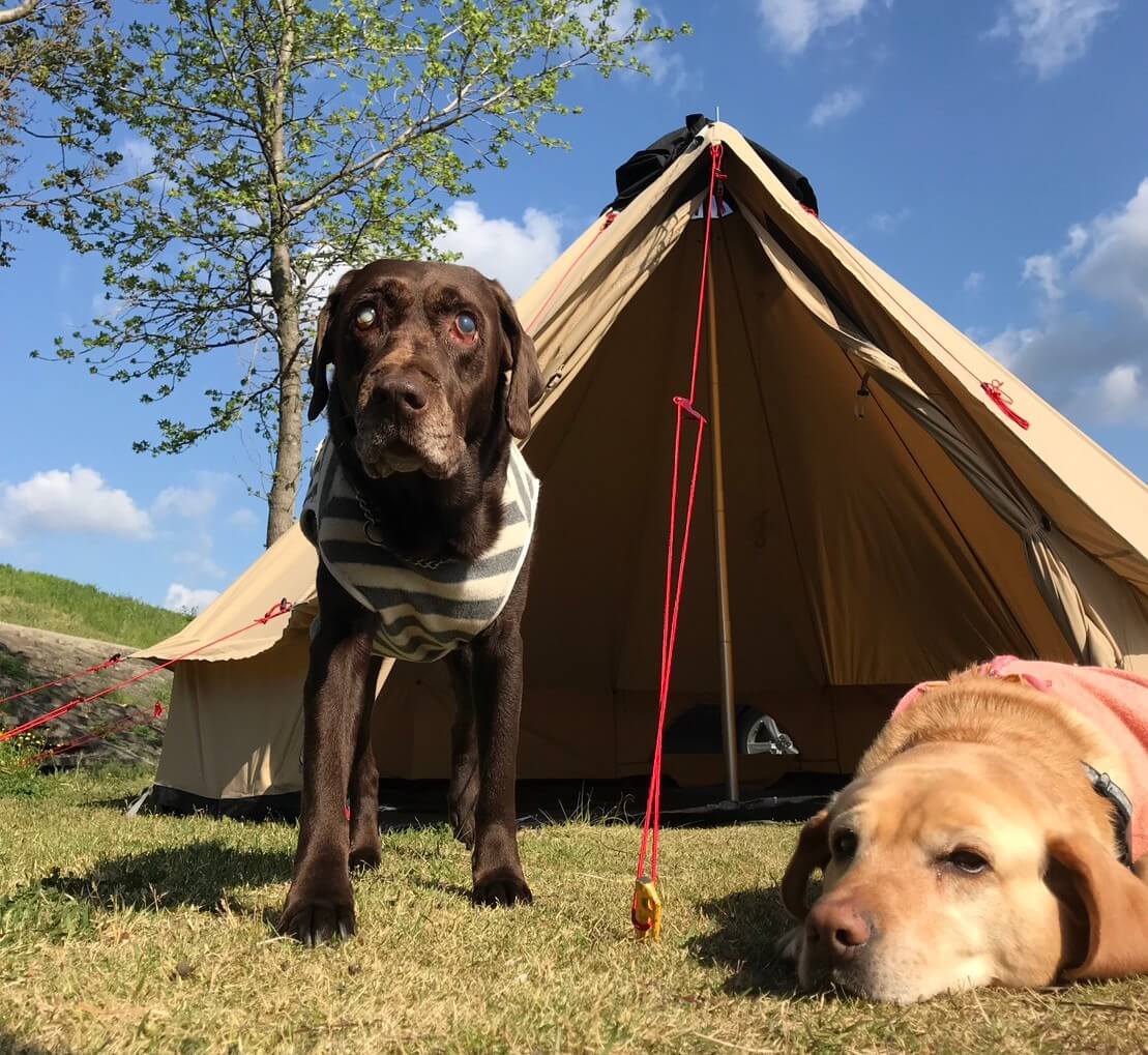 チョコラブとイエローラブ