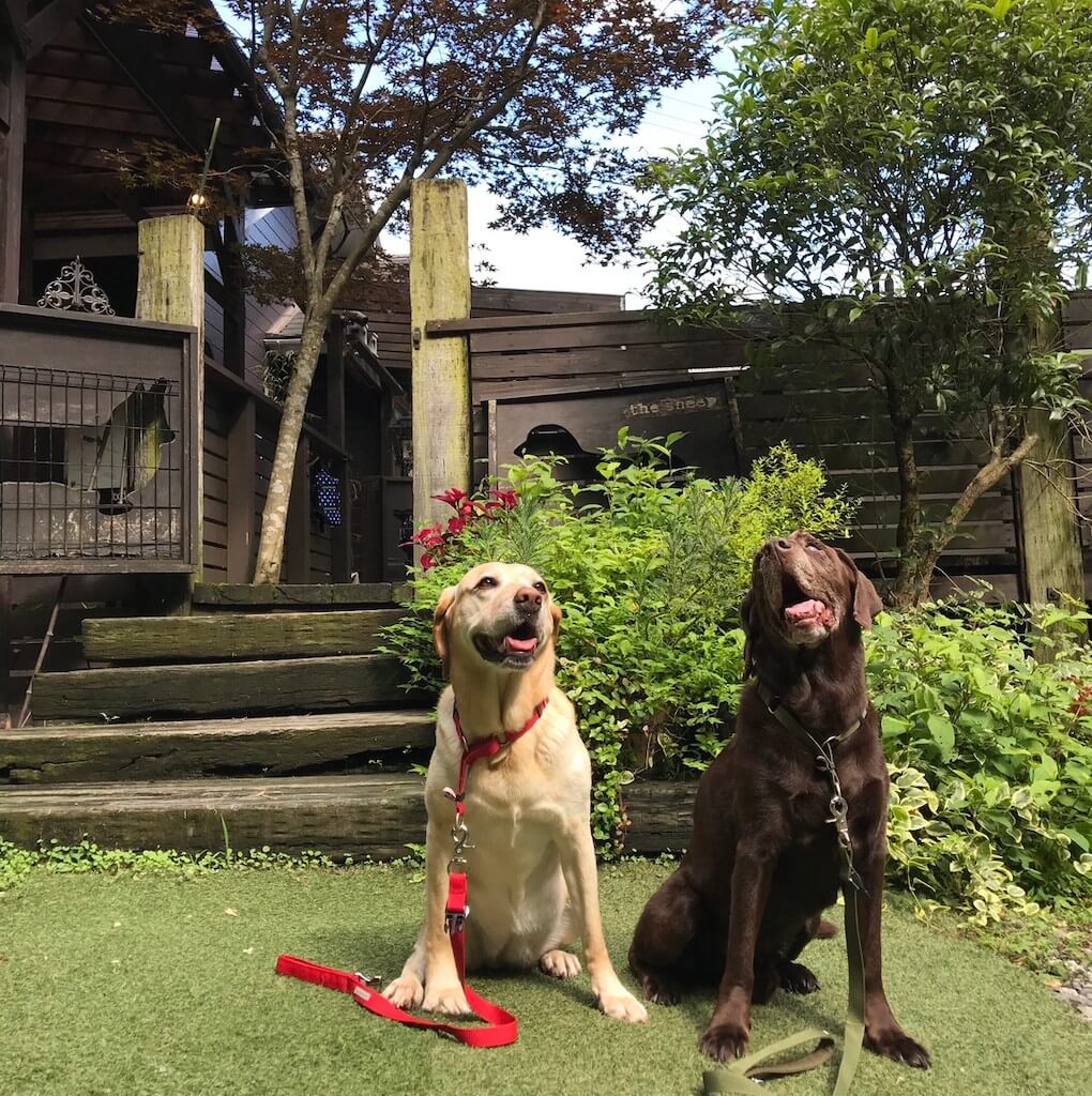 チョコラブとイエローラブ