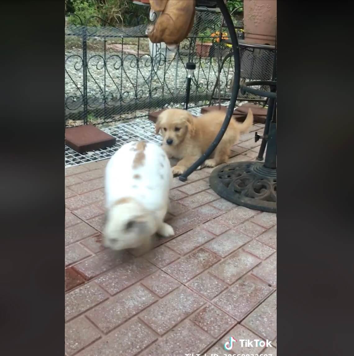 ゴールデンレトリーバー,動画