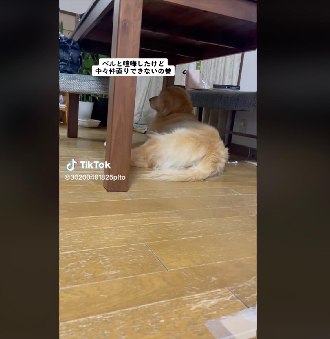 ゴールデンレトリーバー,動画