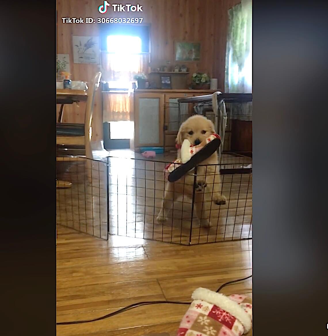 ゴールデンレトリーバー,動画