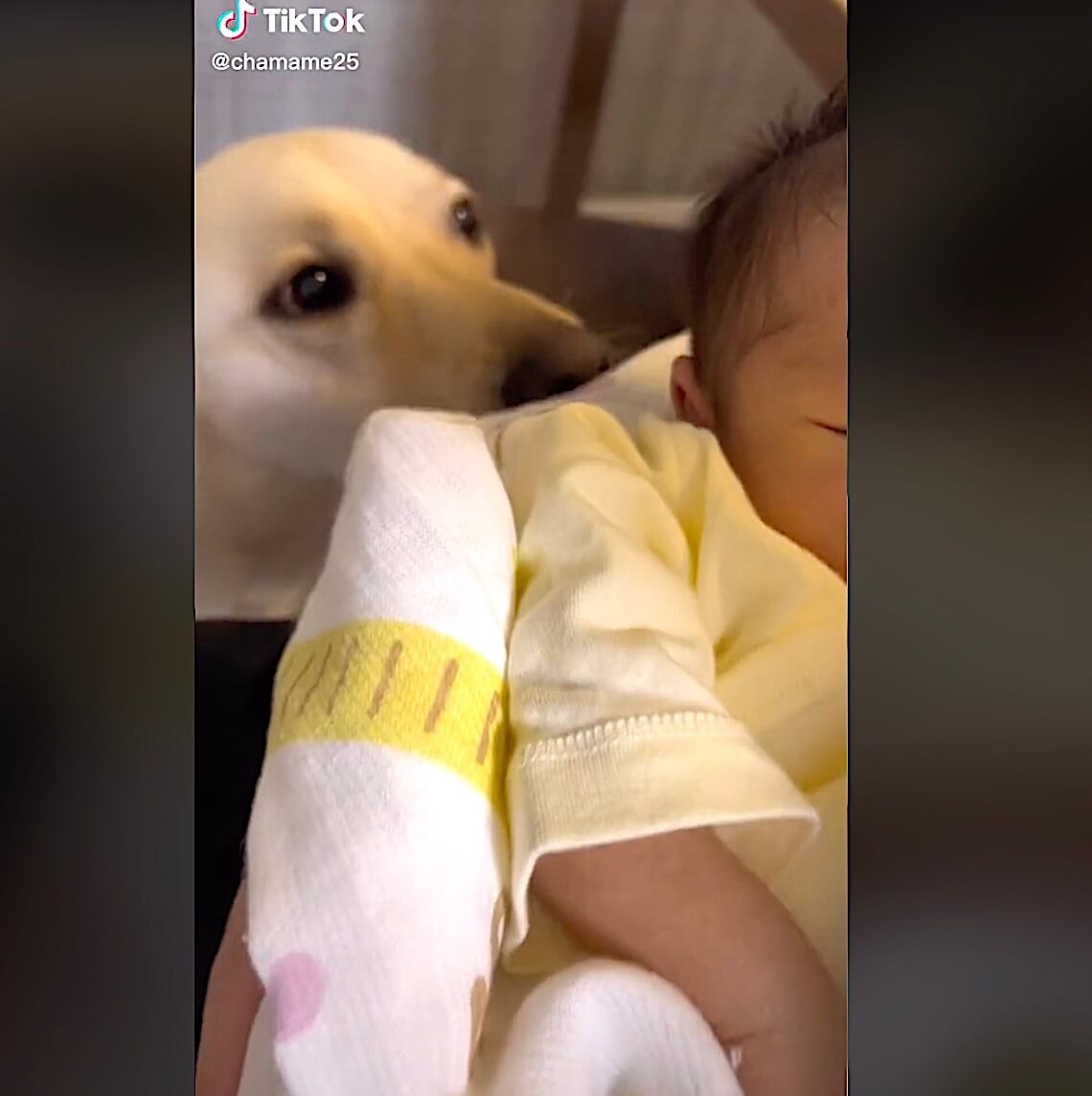 ラブラドールレトリーバー,動画