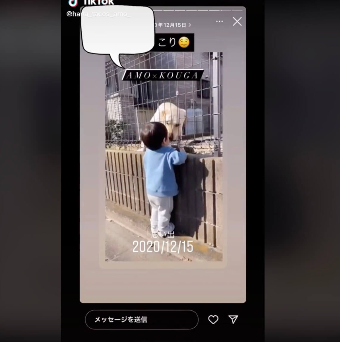 ラブラドールレトリーバー,動画