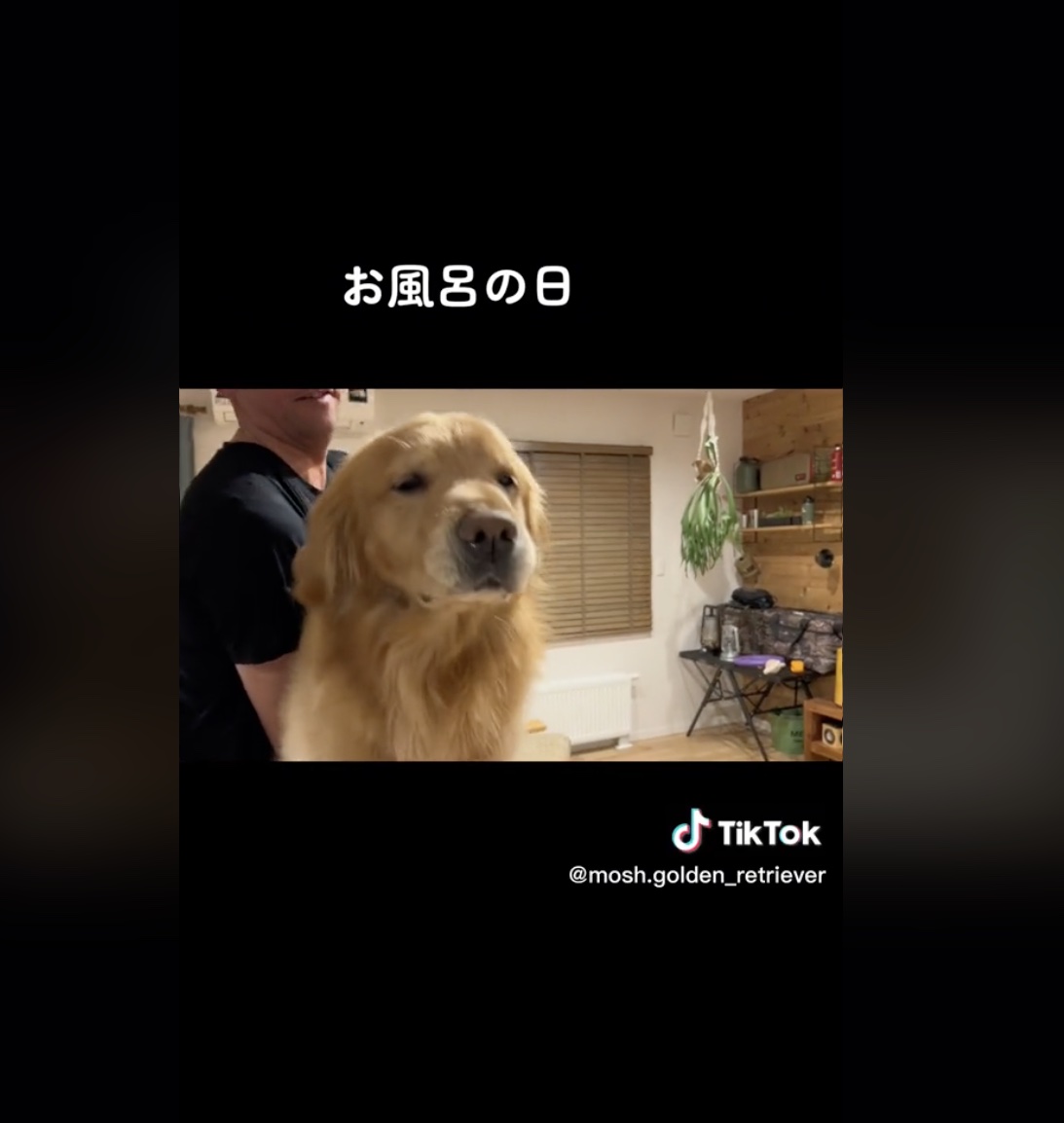 ゴールデンレトリーバー,動画