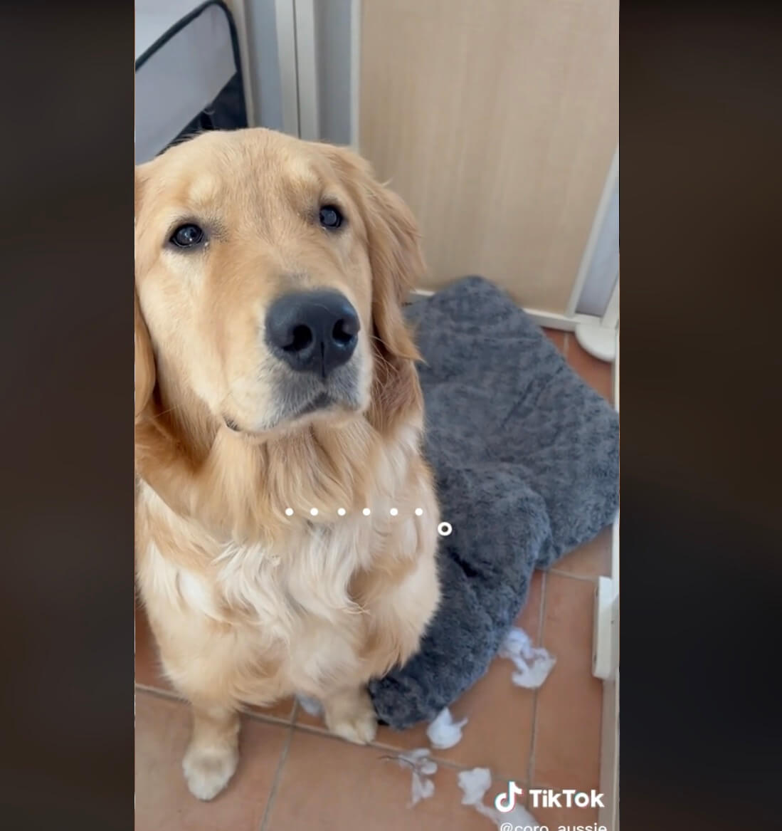 ゴールデンレトリーバー,動画