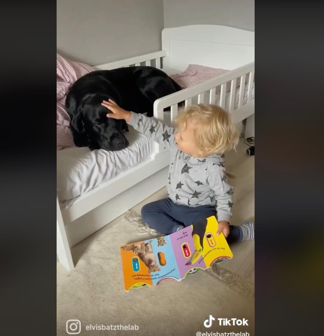 ラブラドールレトリーバー,動画