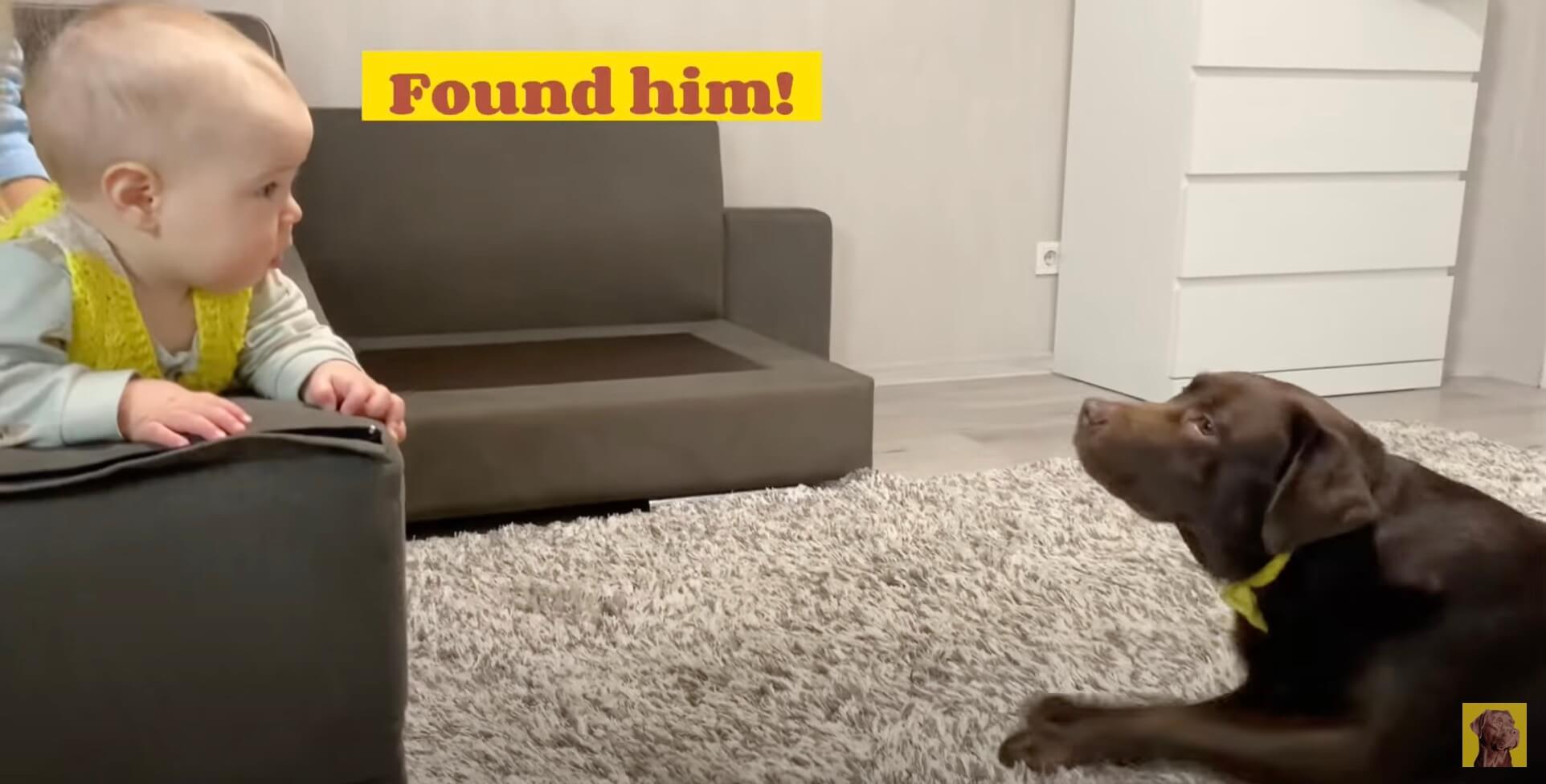 ラブラドールレトリーバー,動画