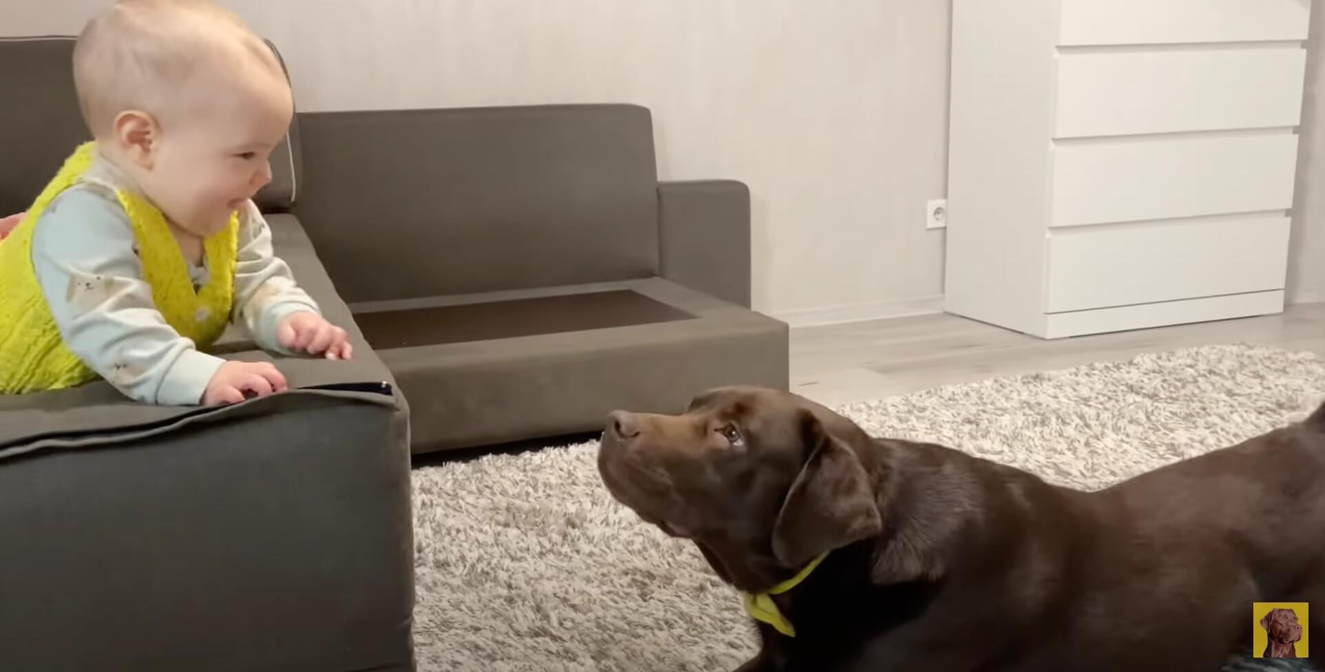 ラブラドールレトリーバー,動画