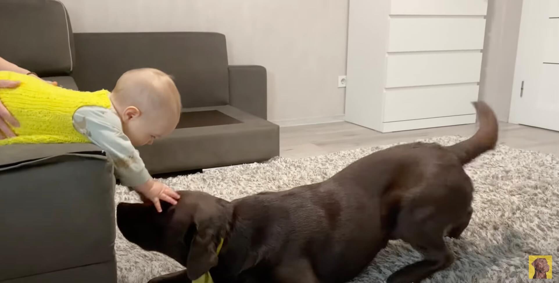 ラブラドールレトリーバー,動画