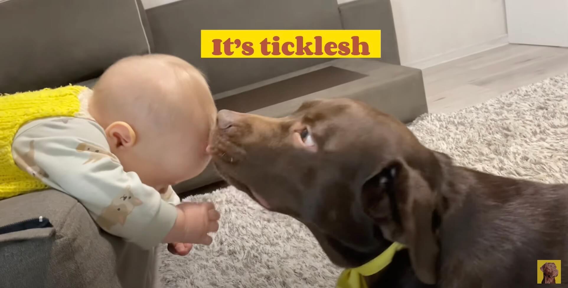 ラブラドールレトリーバー,動画