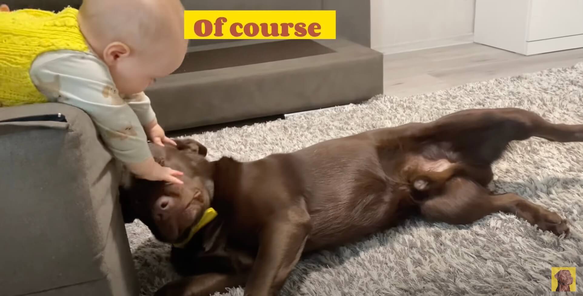 ラブラドールレトリーバー,動画